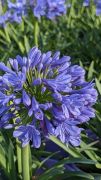  Agapanthus Atomic Bloom